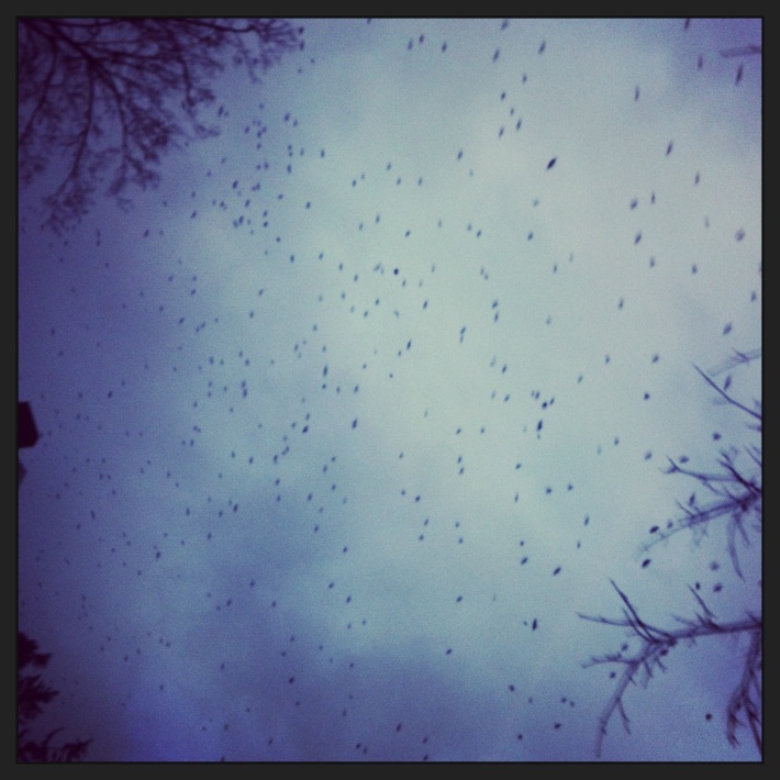 Vermont Crows, evening sky, flying overhead, winter, instagram, burlington vt